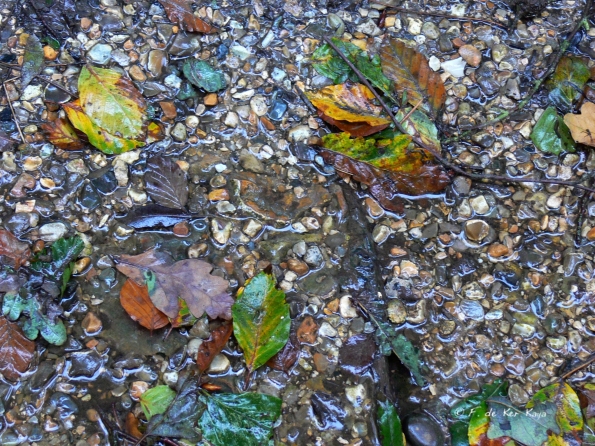 Bois des moutiers fall 2012 (6)